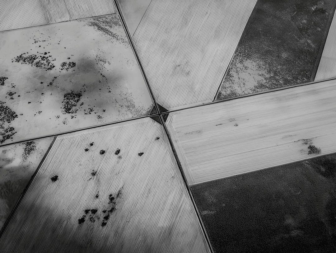 cotton field background